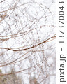 小さなツボミを沢山つけた細い枝 137370043
