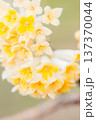 早春に咲く可愛いミツマタの花 137370044