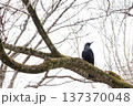 気にとまりじっと遠くを見るカラス 137370048