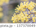 早春に咲くサンシュユの可憐な黄色い花 137370049