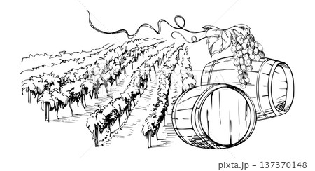 Countryside landscape of cultivated land, orchard or vineyard vista with distillery wooden barrels under grapevine. Isolated ink vector illustration. Posters, editorial graphics, sustainability themes 137370148