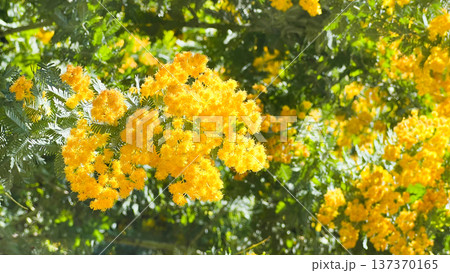 春を告げる黄色いミモザの花とやわらかな春の新緑|国際女性デー 春を告げる黄色いミモザの花とやわらかな春の新緑|国際女性デー 137370165