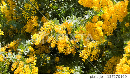 春を告げる黄色いミモザの花とやわらかな春の新緑|国際女性デー 春を告げる黄色いミモザの花とやわらかな春の新緑|国際女性デー 137370169