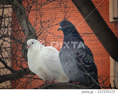 closeup of white and grey city pigeons sitting on tree branch in park on early spring day 137370172