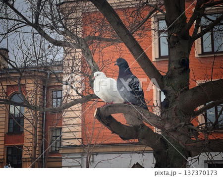 white and grey city pigeons sitting on tree branch in park on early spring day 137370173