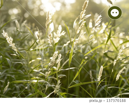 city street on a snowy night. blurred colorful bokeh background. The wet, snow-dusted pavement 137370188