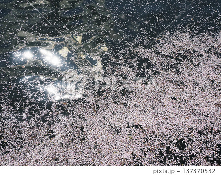 川面に浮かぶ花筏 川面に浮かぶ花筏 137370532