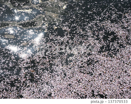 川面に浮かぶ花筏 137370533