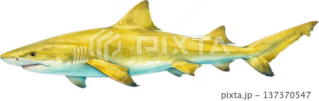 水彩風 海の生き物イラスト｜熱帯魚・海洋生物（透過PNG） 137370547