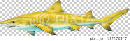 水彩風 海の生き物イラスト｜熱帯魚・海洋生物（透過PNG） 137370547