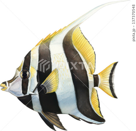 水彩風 海の生き物イラスト｜熱帯魚・海洋生物（透過PNG） 137370548