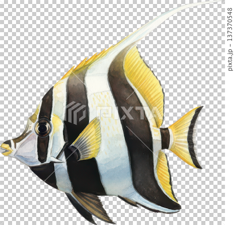 水彩風 海の生き物イラスト｜熱帯魚・海洋生物（透過PNG） 137370548