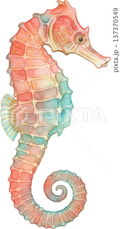水彩風 海の生き物イラスト｜熱帯魚・海洋生物（透過PNG） 137370549