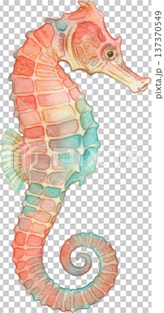 水彩風 海の生き物イラスト｜熱帯魚・海洋生物（透過PNG） 137370549