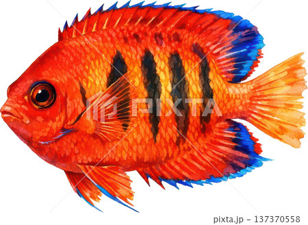 水彩風 海の生き物イラスト|熱帯魚・海洋生物(透過PNG) 水彩風 海の生き物イラスト|熱帯魚・海洋生物(透過PNG) 137370558