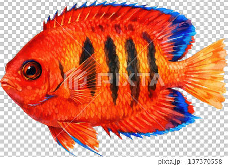 水彩風格海洋生物插畫 | 熱帶魚類與海洋生物（透明PNG格式） 137370558