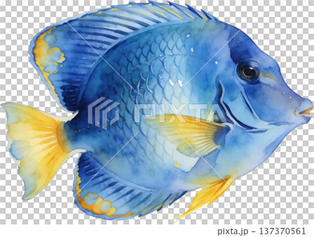 水彩風格海洋生物插畫 | 熱帶魚類與海洋生物（透明PNG格式） 137370561