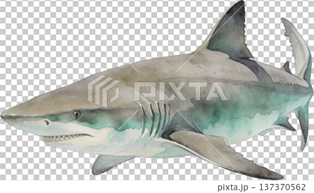 水彩風格海洋生物插畫 | 熱帶魚類與海洋生物（透明PNG格式） 137370562