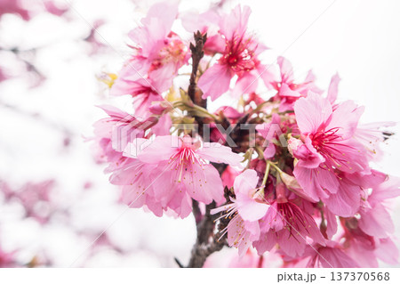 桜 さくら サクラ 137370568