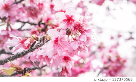 桜 さくら サクラ 137370569