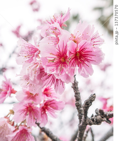 桜 さくら サクラ 137370570