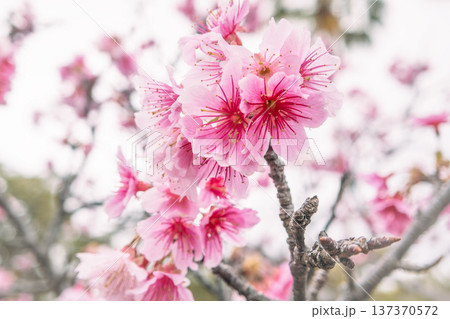 桜 さくら サクラ 137370572