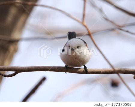 木の枝に止まるエナガ 137370593