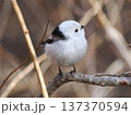 枝にとまるシマエナガ 137370594