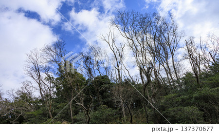 秘境こと関東圏唯一の集水域の三浦半島の小網代の森の冬 137370677
