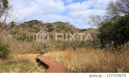 秘境こと関東圏唯一の集水域の三浦半島の小網代の森の冬 秘境こと関東圏唯一の集水域の三浦半島の小網代の森の冬 137370679