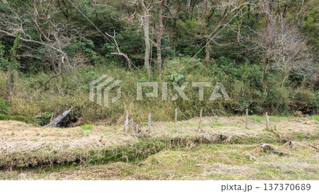 秘境こと関東圏唯一の集水域の三浦半島の小網代の森の冬 137370689