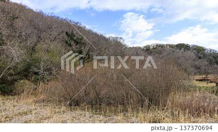 秘境こと関東圏唯一の集水域の三浦半島の小網代の森の冬 137370694