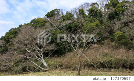秘境こと関東圏唯一の集水域の三浦半島の小網代の森の冬 137370697