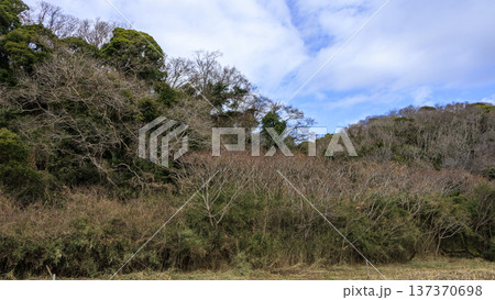 秘境こと関東圏唯一の集水域の三浦半島の小網代の森の冬 秘境こと関東圏唯一の集水域の三浦半島の小網代の森の冬 137370698