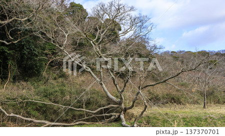 秘境こと関東圏唯一の集水域の三浦半島の小網代の森の冬 秘境こと関東圏唯一の集水域の三浦半島の小網代の森の冬 137370701