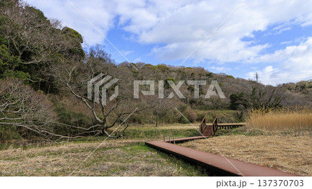 秘境こと関東圏唯一の集水域の三浦半島の小網代の森の冬 137370703