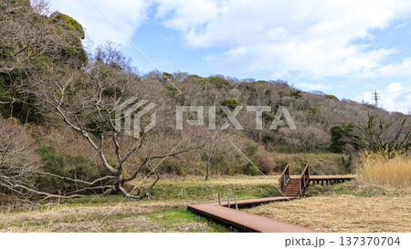 秘境こと関東圏唯一の集水域の三浦半島の小網代の森の冬 137370704
