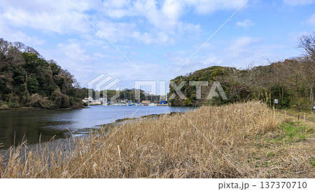 秘境こと関東圏唯一の集水域の三浦半島の小網代の森の冬 秘境こと関東圏唯一の集水域の三浦半島の小網代の森の冬 137370710