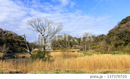 秘境こと関東圏唯一の集水域の三浦半島の小網代の森の冬 137370720