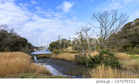 秘境こと関東圏唯一の集水域の三浦半島の小網代の森の冬 秘境こと関東圏唯一の集水域の三浦半島の小網代の森の冬 137370721