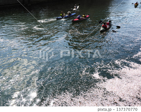 川面に浮かぶ花筏とカヤック 川面に浮かぶ花筏とカヤック 137370770