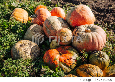 Harvested pumpkins lying in a field during a sunny autumn day 137370800
