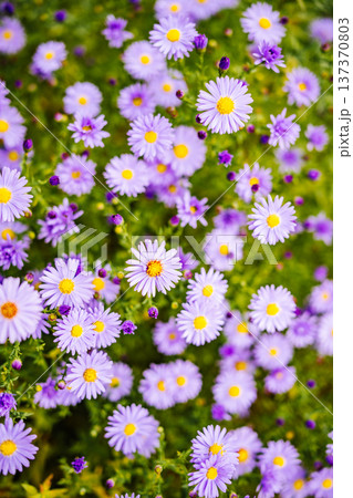 Purple alpine aster flowers blooming in garden during summer season Purple alpine aster flowers blooming in garden during summer season 137370803