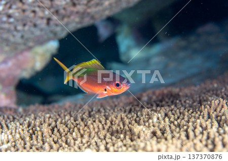 夜に体色を変えるウメイロモドキ 小笠原 夜に体色を変えるウメイロモドキ 小笠原 137370876