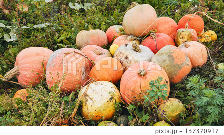 Vibrant multicolored pumpkins ripening across sunlit field, displaying rich harvest hues during seasonal autumn growth 137370917