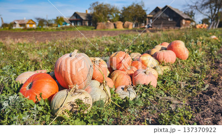 Harvest ready pumpkins resting on rural ground, farmland stretching behind orange gourds Harvest ready pumpkins resting on rural ground, farmland stretching behind orange gourds 137370922