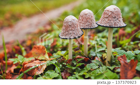 Shaggy ink cap mushrooms growing in autumn forest Shaggy ink cap mushrooms growing in autumn forest 137370923