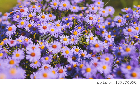 Blooming purple aromatic aster flowers creating a vibrant floral background in a sunny garden 137370950