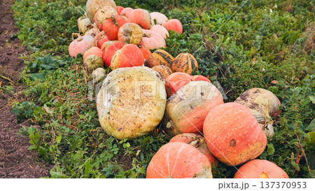 Pumpkins lying on the grass in the field after harvest Pumpkins lying on the grass in the field after harvest 137370953