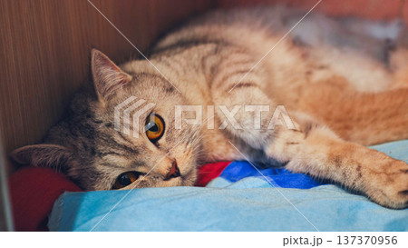 Adorable tabby cat relaxing on soft blanket in wooden shelf Adorable tabby cat relaxing on soft blanket in wooden shelf 137370956